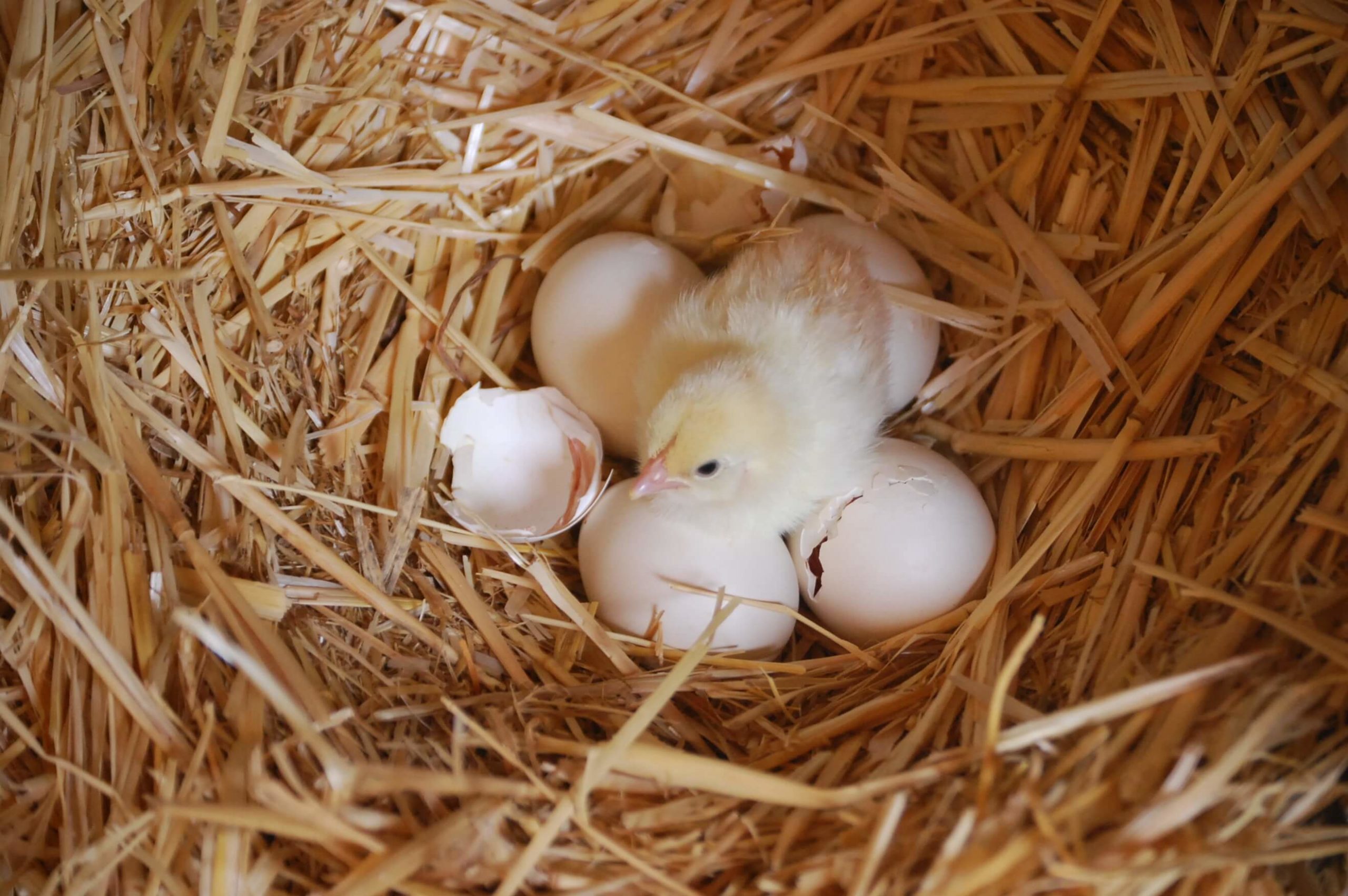 Pollitos saliendo del huevo