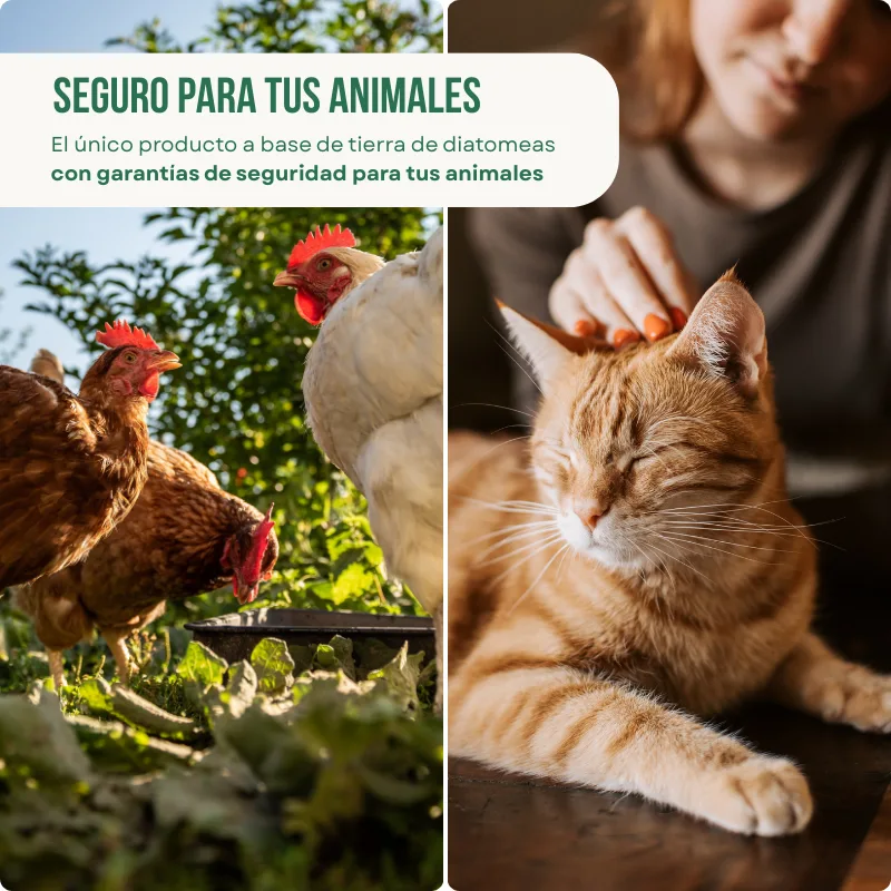 Diatofeed único producto seguro y legal para tus animales