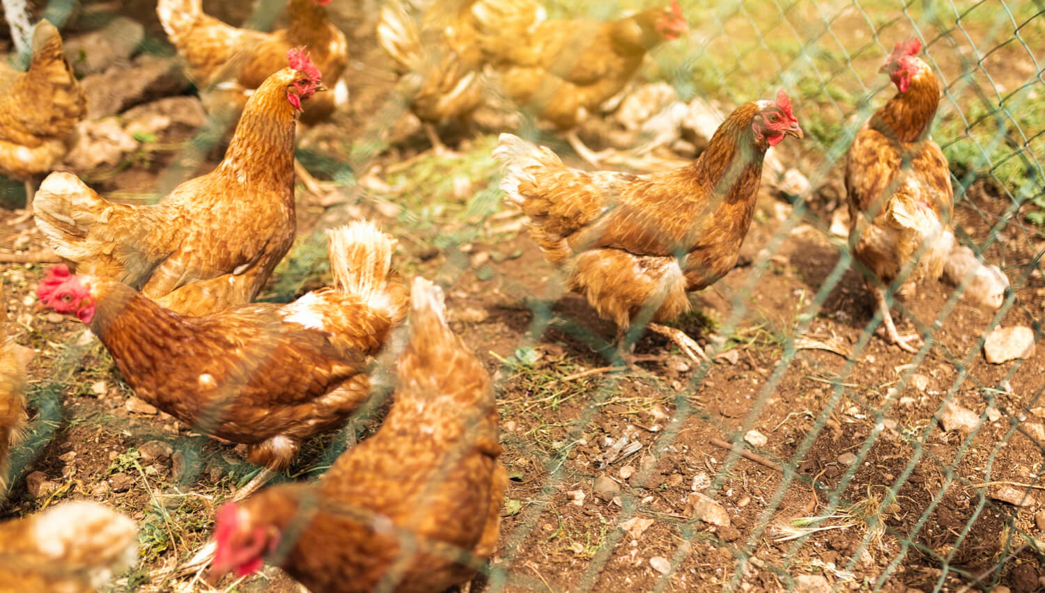 complemento alimenticio avicultura