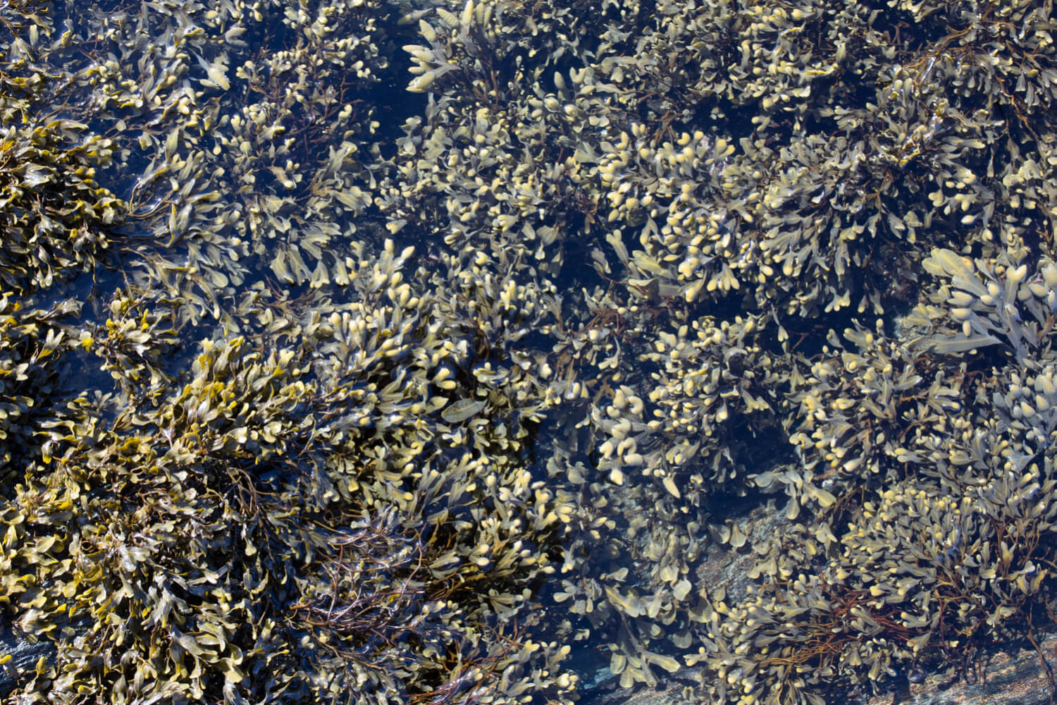 algas en el mar - diatomeas