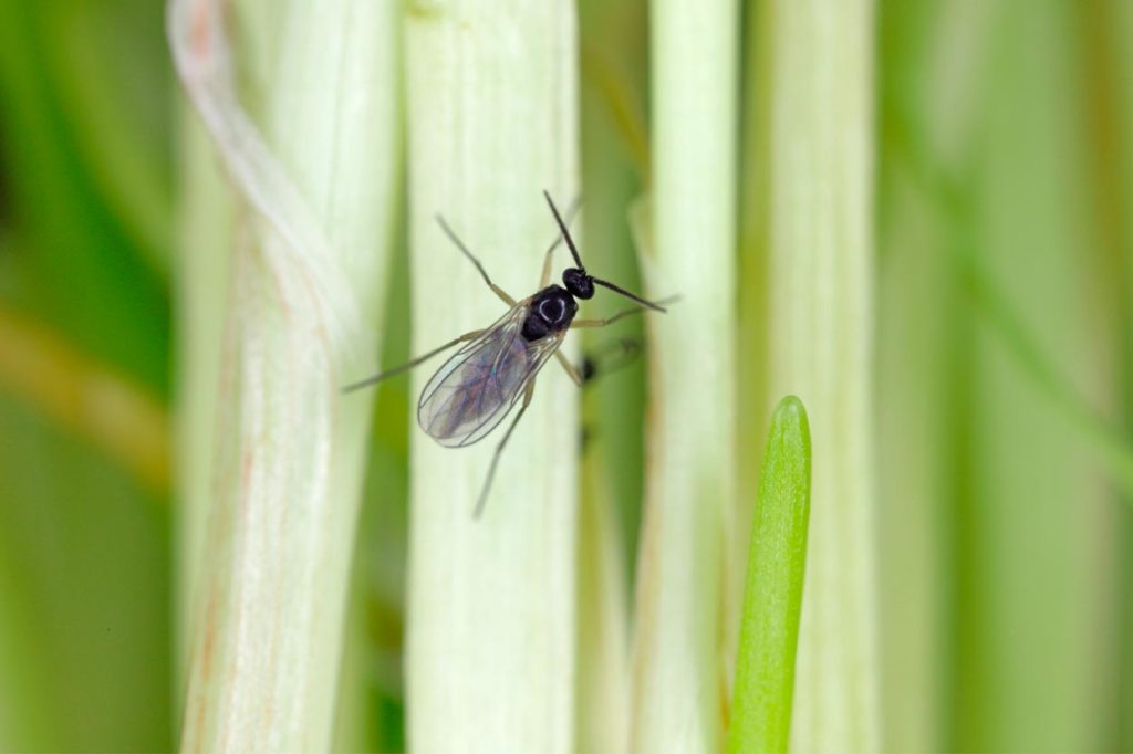Sciaridae o mosca del sustrato